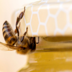 World Beekeeping Awards axe honey prize due to fraud