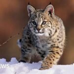 Bird flu kills 20 big cats at Washington animal sanctuary