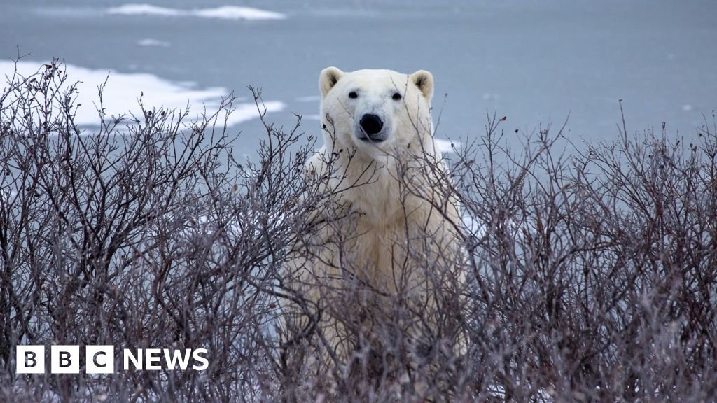 Trouble in Arctic as polar bears and people face warming world