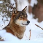 Wolves lose EU safeguards, opening way for culls